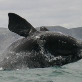 Breaching Whale in Gansbaai
